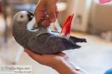 Our stunning baby african grey is now