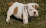 Adorabla english bulldog puppies