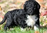 Portuguese water dog puppys