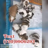 Cute english bulldogs for re-homing
