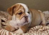 Gorgeous english bulldog puppies 