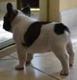 Kyas french bulldog pups