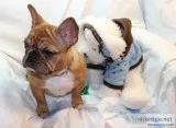 Urhas french bulldog pups