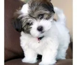 Havanese pup fo rehome text us: (210) 6
