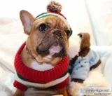 Driak french bulldog pups