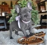 Wose french bulldog pups
