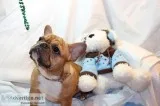 Esas french bulldog pups