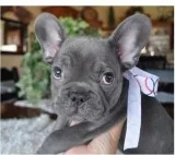 Toks french bulldog pups