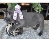 Lbage french bulldog pups