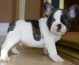 Dvae french bulldog pups