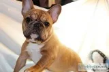 Pras french bulldog pups