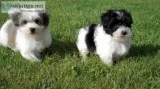 2 havanese looking for a new home text 