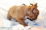 Hdas french bulldog pups