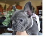Egas french bulldog pups