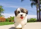 2 havanese puppies for saletext us: 210