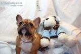 Silao french bulldog pups