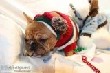 Woags french bulldog pups