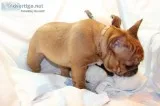 Fikas french bulldog pups
