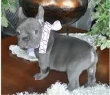 Dnaie french bulldog pups