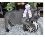 Yera french bulldog pups