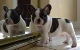 Rvau french bulldog pups