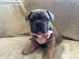 Pets for sale