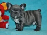Healthy french bulldog puppies 