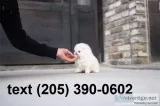 Lovely pomeranian puppies available 