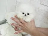  amazing micro teacup pomeranian puppy