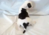 American bulldog ahnnngs