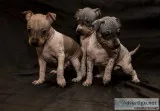Quality american hairless terrier puppie
