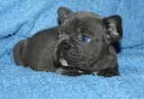 Blue males french bulldog puppies