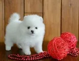  healthy home raised pomeranian pups av