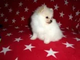  beautiful bear face micro teacup pom av