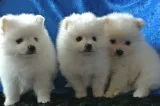  adorable pedigree pomeranian puppies