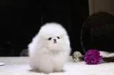  adorable princess, ice white pomerania