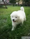 Sweet samoyed puppies for sale