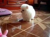   healthy home raised pomeranian pups a