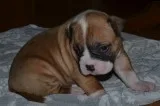 American bulldog ssssgggs