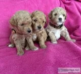 Cavapoo puppies for sale