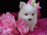 Padorable pedigree pomeranian puppies
