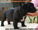 Akc royal french bulldog puppies