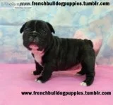 chin french bulldog puppies