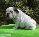 English bulldog puppies