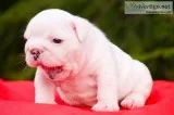 Excellent french bulldog puppies availab