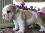 English bulldog available