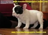 Well trained french bulldog, , 