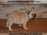 Healthy royal frenchies puppies