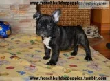 , ,  french bulldog puppies puppies