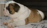 Magnificent english bulldog puppies for 